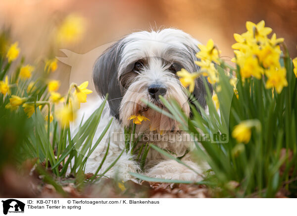Tibet-Terrier im Frhling / Tibetan Terrier in spring / KB-07181