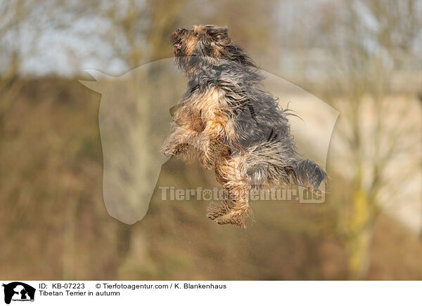 Tibet-Terrier im Herbst / Tibetan Terrier in autumn / KB-07223