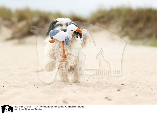 tricolour Tibet-Terrier / tricolour Tibetan Terrier / KB-07505