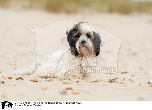 tricolour Tibet-Terrier / tricolour Tibetan Terrier / KB-07516