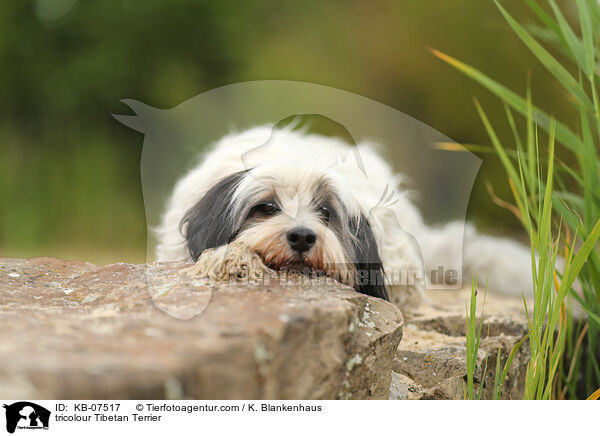 tricolour Tibet-Terrier / tricolour Tibetan Terrier / KB-07517