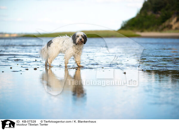 tricolour Tibet-Terrier / tricolour Tibetan Terrier / KB-07528