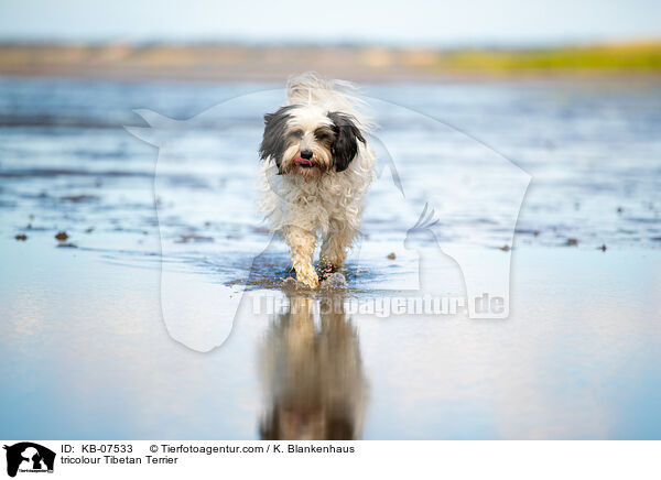 tricolour Tibet-Terrier / tricolour Tibetan Terrier / KB-07533