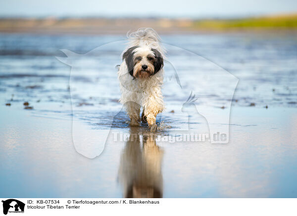 tricolour Tibet-Terrier / tricolour Tibetan Terrier / KB-07534