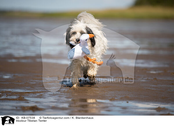 tricolour Tibet-Terrier / tricolour Tibetan Terrier / KB-07538