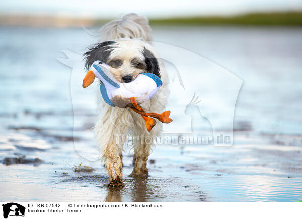 tricolour Tibet-Terrier / tricolour Tibetan Terrier / KB-07542