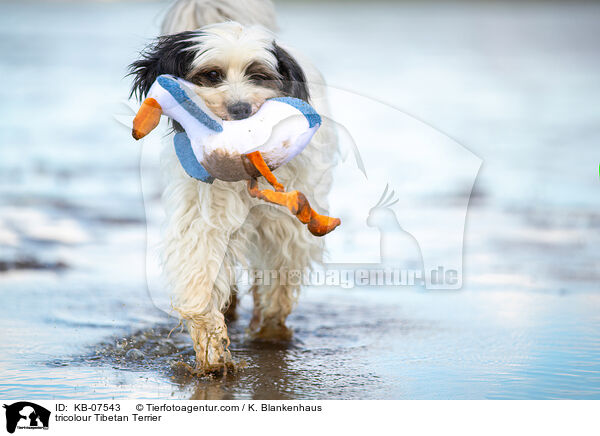 tricolour Tibet-Terrier / tricolour Tibetan Terrier / KB-07543