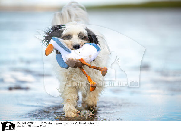 tricolour Tibet-Terrier / tricolour Tibetan Terrier / KB-07544