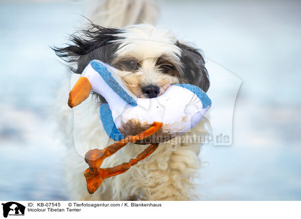 tricolour Tibet-Terrier / tricolour Tibetan Terrier / KB-07545