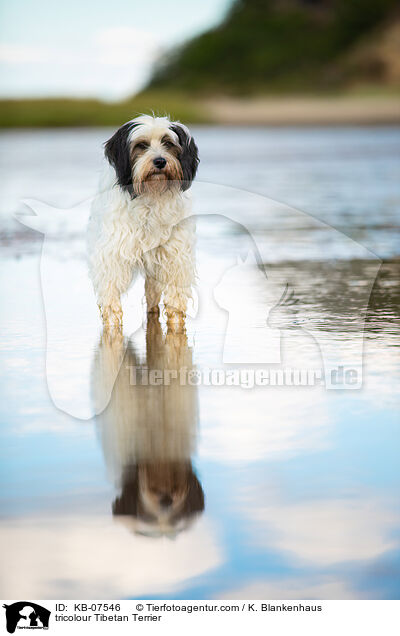 tricolour Tibet-Terrier / tricolour Tibetan Terrier / KB-07546