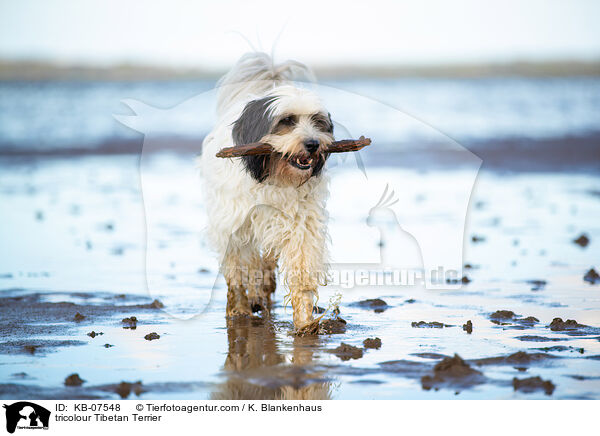 tricolour Tibet-Terrier / tricolour Tibetan Terrier / KB-07548