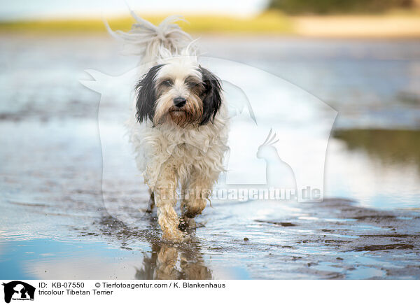 tricolour Tibet-Terrier / tricolour Tibetan Terrier / KB-07550