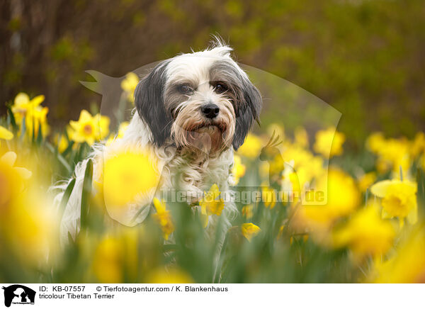 tricolour Tibet-Terrier / tricolour Tibetan Terrier / KB-07557