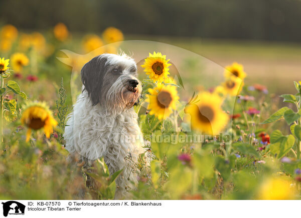 tricolour Tibet-Terrier / tricolour Tibetan Terrier / KB-07570