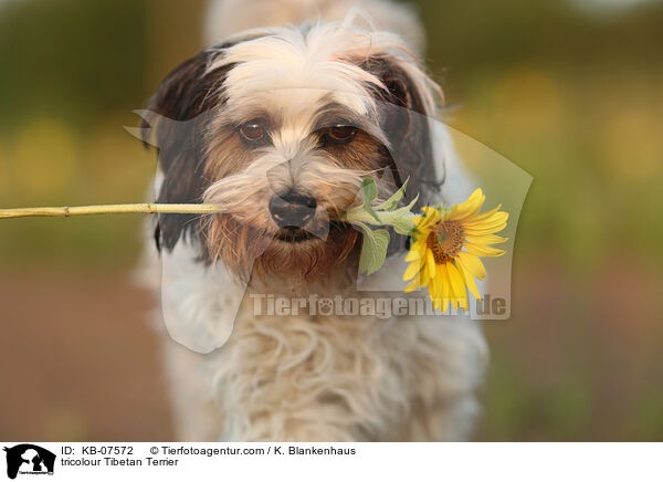 tricolour Tibet-Terrier / tricolour Tibetan Terrier / KB-07572