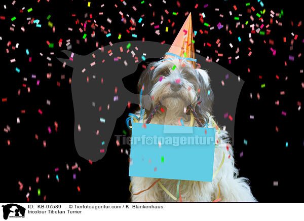 tricolour Tibetan Terrier / KB-07589