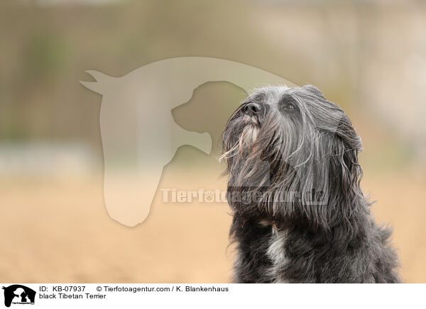 schwarzer Tibet-Terrier / black Tibetan Terrier / KB-07937