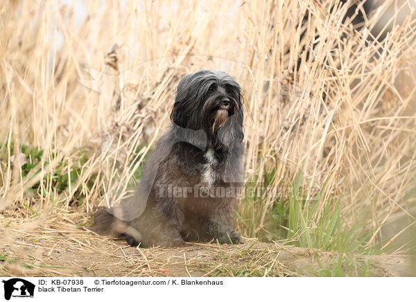 schwarzer Tibet-Terrier / black Tibetan Terrier / KB-07938