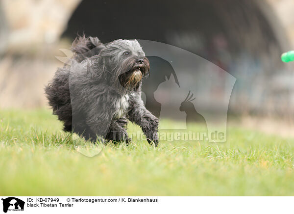 schwarzer Tibet-Terrier / black Tibetan Terrier / KB-07949