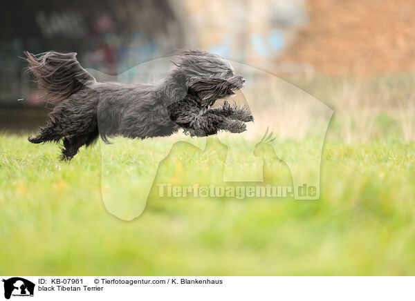 schwarzer Tibet-Terrier / black Tibetan Terrier / KB-07961