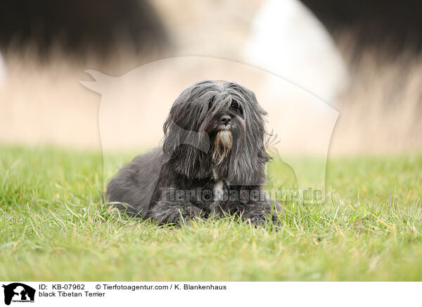 schwarzer Tibet-Terrier / black Tibetan Terrier / KB-07962