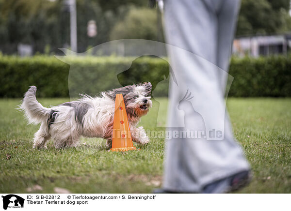 Tibet Terrier beim Hundesport / Tibetan Terrier at dog sport / SIB-02812