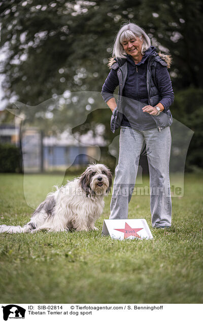 Tibet Terrier beim Hundesport / Tibetan Terrier at dog sport / SIB-02814