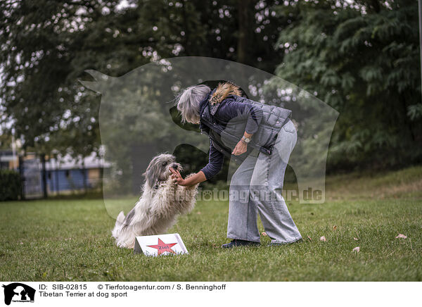 Tibet Terrier beim Hundesport / Tibetan Terrier at dog sport / SIB-02815