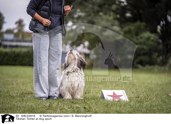 Tibet Terrier beim Hundesport / Tibetan Terrier at dog sport / SIB-02816