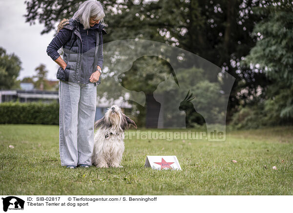 Tibet Terrier beim Hundesport / Tibetan Terrier at dog sport / SIB-02817