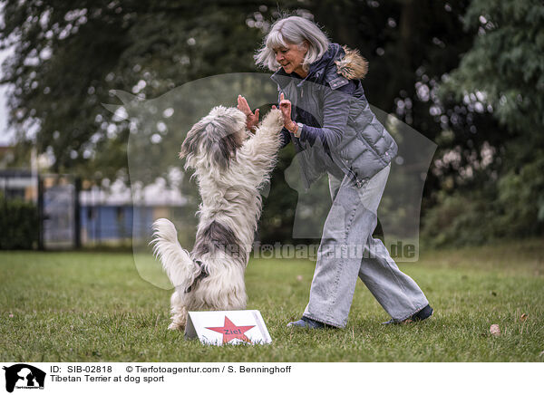 Tibet Terrier beim Hundesport / Tibetan Terrier at dog sport / SIB-02818
