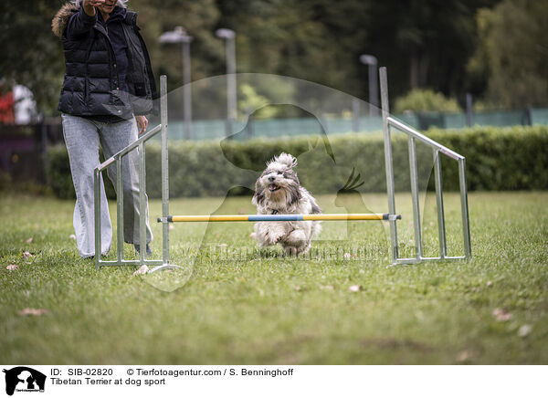 Tibet Terrier beim Hundesport / Tibetan Terrier at dog sport / SIB-02820