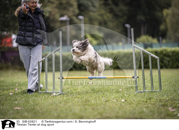 Tibet Terrier beim Hundesport / Tibetan Terrier at dog sport / SIB-02821