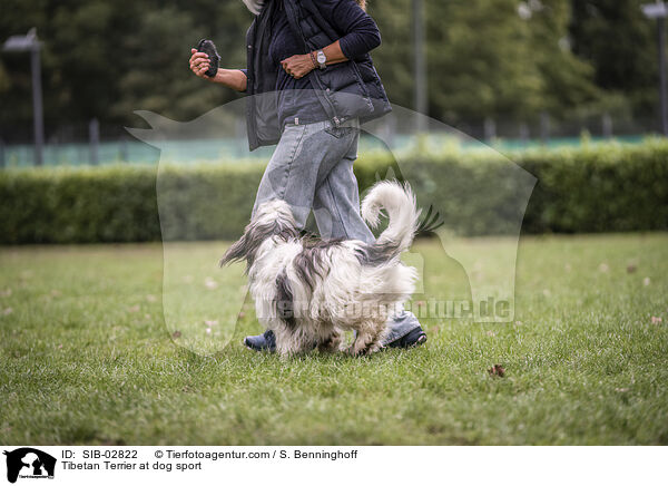 Tibet Terrier beim Hundesport / Tibetan Terrier at dog sport / SIB-02822
