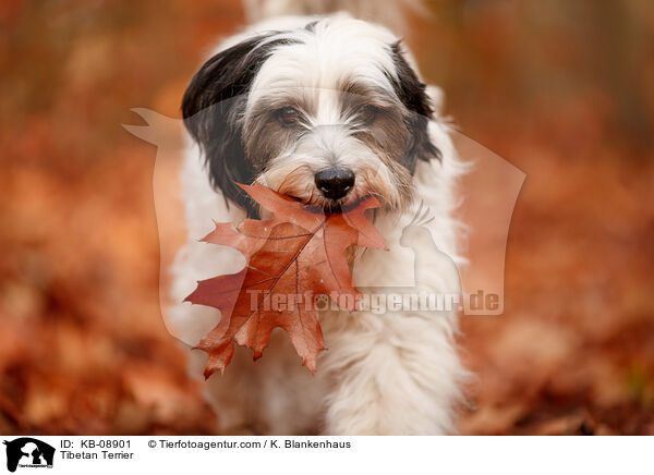 Tibet-Terrier / Tibetan Terrier / KB-08901