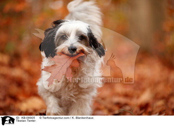 Tibet-Terrier / Tibetan Terrier / KB-08905
