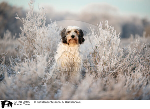 Tibet-Terrier / Tibetan Terrier / KB-09109