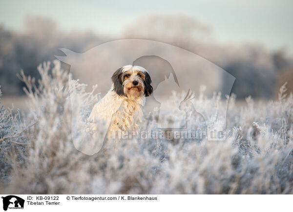 Tibet-Terrier / Tibetan Terrier / KB-09122