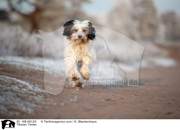 Tibet-Terrier / Tibetan Terrier / KB-09129