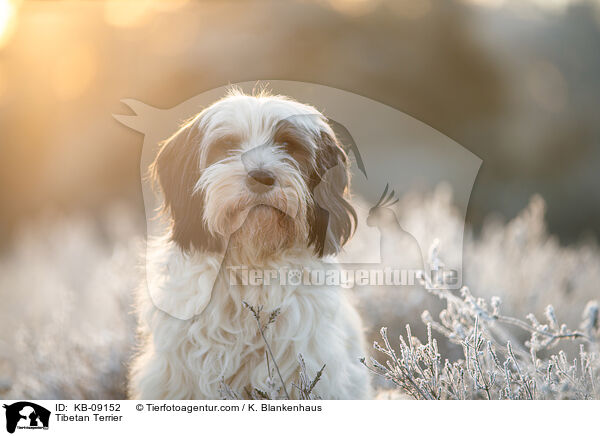 Tibet-Terrier / Tibetan Terrier / KB-09152