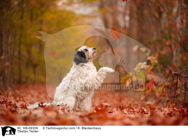 Tibet-Terrier / Tibetan Terrier / KB-09358