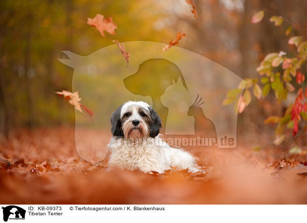 Tibet-Terrier / Tibetan Terrier / KB-09373