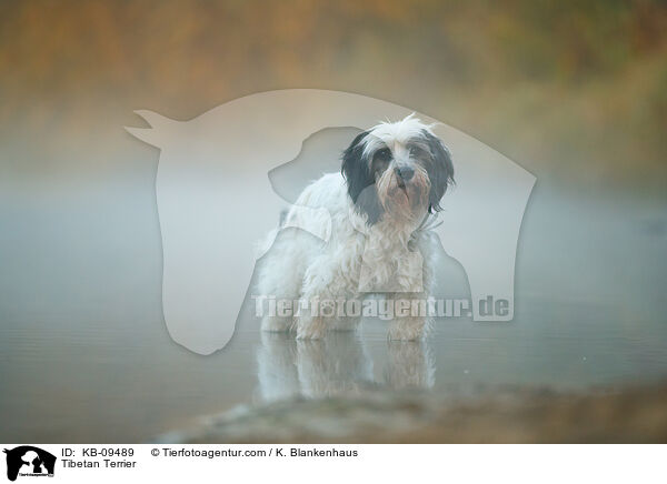 Tibet-Terrier / Tibetan Terrier / KB-09489