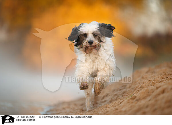 Tibet-Terrier / Tibetan Terrier / KB-09529