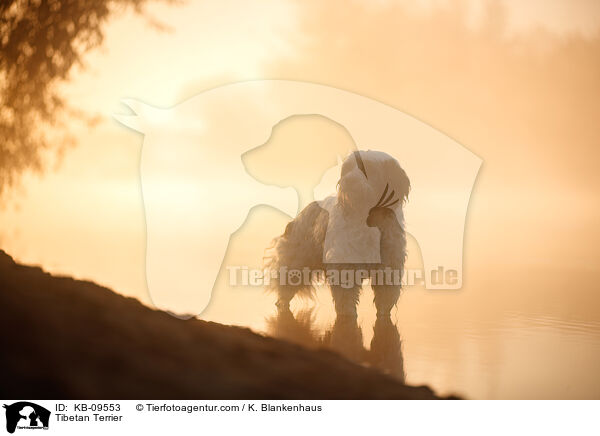 Tibet-Terrier / Tibetan Terrier / KB-09553
