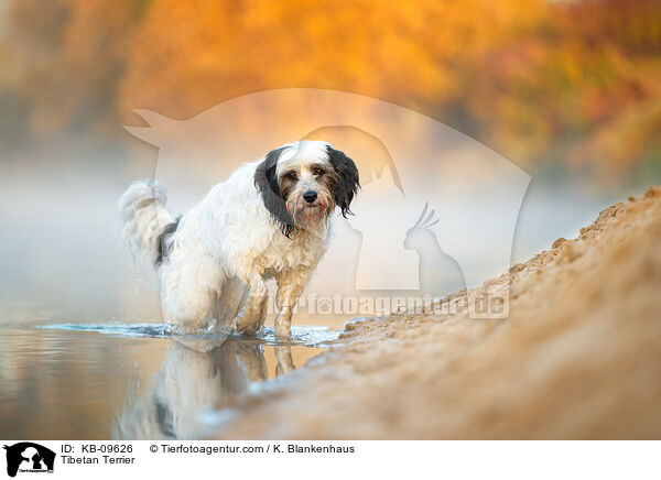 Tibet-Terrier / Tibetan Terrier / KB-09626