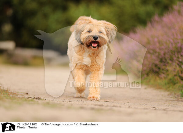 Tibet-Terrier / Tibetan Terrier / KB-11162