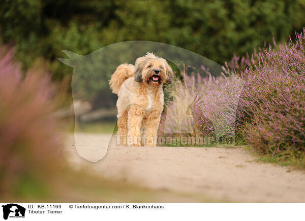 Tibet-Terrier / Tibetan Terrier / KB-11169