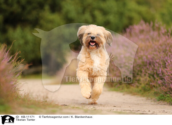 Tibet-Terrier / Tibetan Terrier / KB-11171