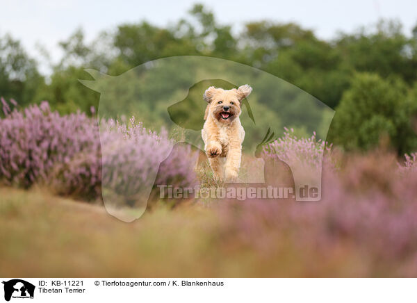 Tibet-Terrier / Tibetan Terrier / KB-11221